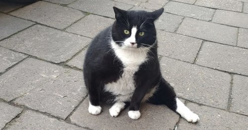 Chunky Tuxedo Cat Is a 5-Star Tourist Attraction in a Medieval Polish City