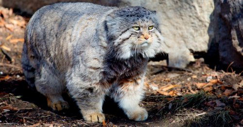 Rare Wild Cats Found Living on Mount Everest Have the Expressions of a Cartoon Character
