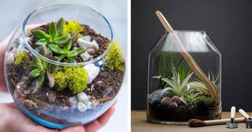 15 Terrarium Kits That Have Everything You Need To Bring Some Green Into Your Home