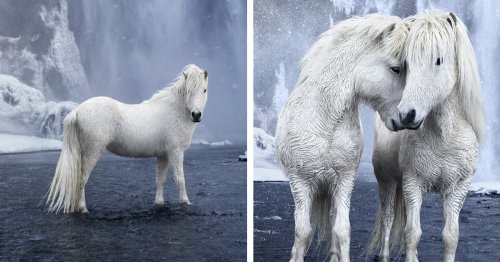Photographer Captures the Fairytale-Like Horses Who Roam Iceland’s Epic Landscape