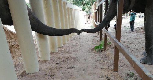 The World's Loneliest Elephant Is Finally Meeting New Friends After 8 Years in Solitude
