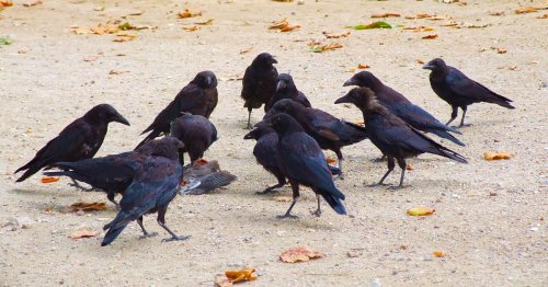 Study Finds Crows Understand Basic Geometry, a Skill Thought to Be Unique to Humans Up Until Now