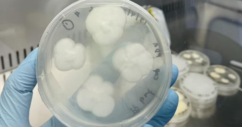 Scientists Discover Fungi That Can Eat Plastic in Just 140 Days