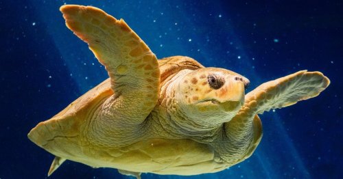 Sea Turtle Given the Very First 3D-Printed Shell Brace Is Still Thriving Years Later