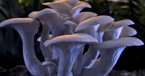 Illuminating Film Reveals the 'Fantastic' Hidden World of Mushrooms and Mycelium