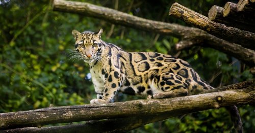 Leopard Thought to Be Extinct Is Spotted in Taiwan for First Time in Over 30 Years
