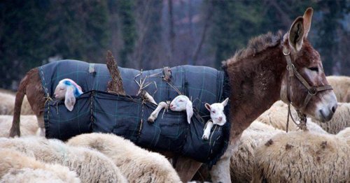 Baby Lambs Sit in Pouches Carried by Donkeys Along Ancient Paths for Seasonal Grazing