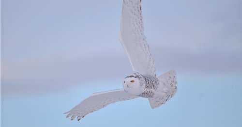 Learn How to Draw an Enchanting Snowy Owl With This Step-by-Step Guide
