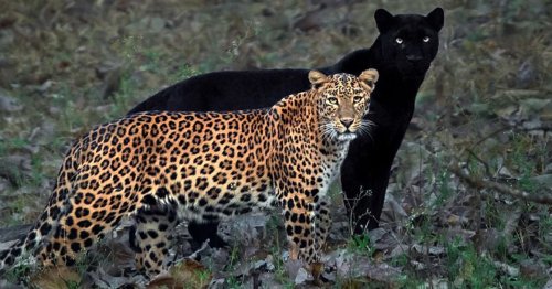 Photographer Waits 6 Days to Capture Perfect Moment When Black Panther Shadows Leopard