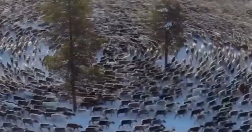 Drone Catches Reindeer Forming a Hypnotic Cyclone After Feeling Threatened