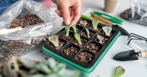 How to Easily Multiply Your Indoor Jungle by Propagating Your Existing Plants