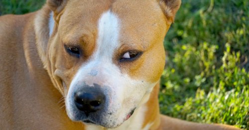 Study Finds That Dogs Can Tell if Someone Is Untrustworthy