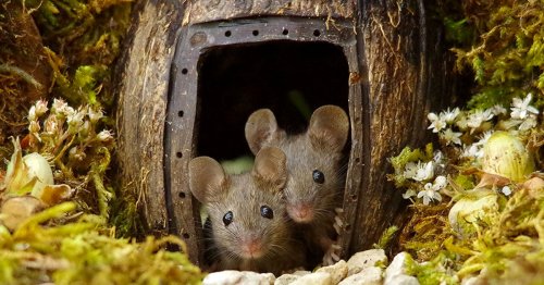 Photographer Builds Tiny Village for Adorable Family of Mice Found Living in His Garden