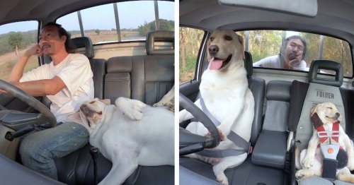Man Shares Cute Clips of Driving With (And Being Driven By) Dogs
