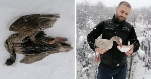 Kind Man Rescues Wild Goose From Freezing to Death and Nurses It Back to Health