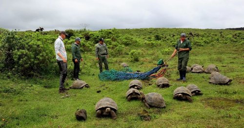Conservationists Have Released 136 Juvenile Galápagos Tortoises Into the Wild