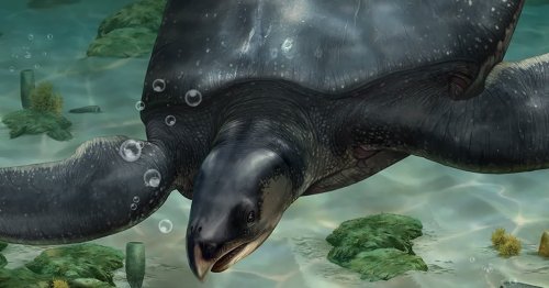 Fossil of Ancient Giant Sea Turtle the Size of a Rhino Is Discovered in Spain