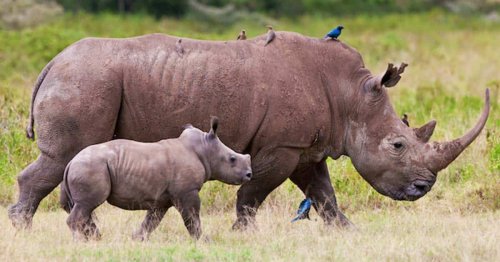 2,000 Rhinos Will Be Rewilded Over the Next 10 Years