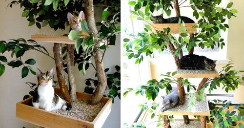 Indoor Cat Towers Made From Real Trees Provide a Lifelike Outdoor Experience for Feline Friends
