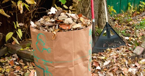Scientists Say Not to Bag Your Raked Leaves This Fall