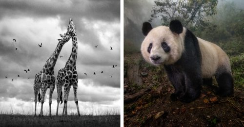 Jane Goodall’s 90th Birthday Is Celebrated With 90 Photos by 90 Female Photographers
