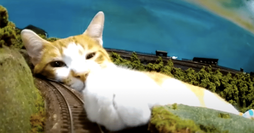 Watch “Giant” Cats Attack Train Sets at This Quirky Japanese Restaurant