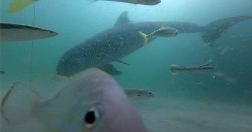 Man Drops a GroPro off a Pier and Captures the Aquatic Creatures Who Swim By
