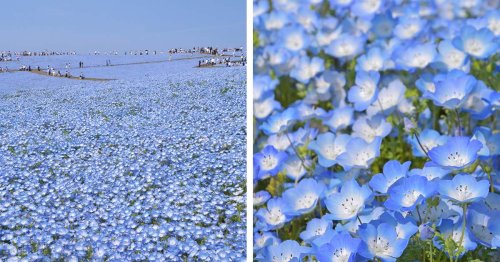 Millions of ‘Baby Blue Eyes’ Bloom in This Breathtaking Japanese Park Each Year