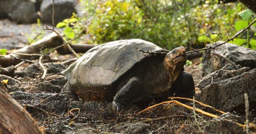 Last Known Member of Giant Tortoise Species Thought To Be Extinct Is Discovered on Galápagos Islands