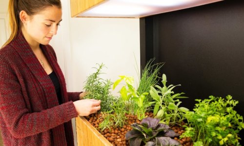Hi-Tech Indoor Garden Uses Aquaponics to Grow a Salad a Day