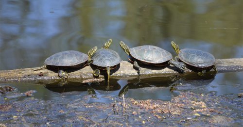 Woman Captures Hilarious Moment a Turtle Climbs Log and Causes Other Turtles To Fall