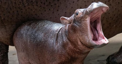 Cincinnati Zoo Announces the Name of Newborn Hippo | Flipboard