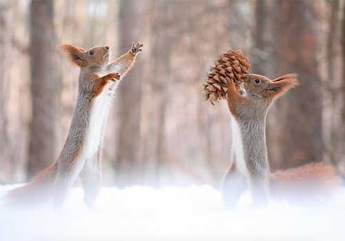 Two Adorable Squirrels Take Photos, Play Catch, and Build a Snowman