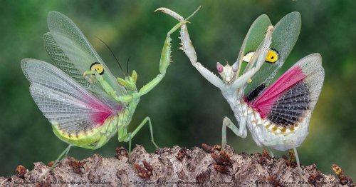 Macro Photos Capture the Delicate Dance of Praying Mantises in Malaysia