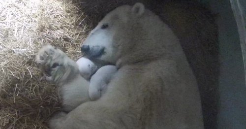 Adorable Twin Polar Bear Cubs Are Born at the Toledo Zoo