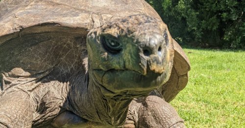 Jonathan the Giant Tortoise Turns 190 Years Old, Making Him the Oldest Tortoise Ever