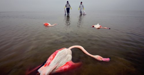 Heartbreaking "Bitter Death of Birds" Photo of Tops the 2022 Environmental Photographer of the Year Contest
