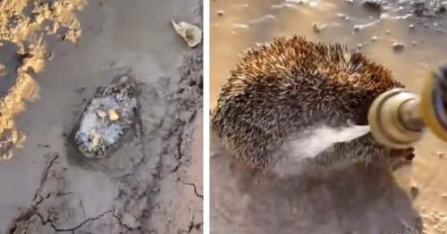 Good Samaritan Rescues a Hedgehog Stuck in Mud and Gives It the Cutest Shower