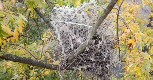 Rebellious Birds Are Now Stealing Anti-Bird Spikes and Making Fortified Nests With Them