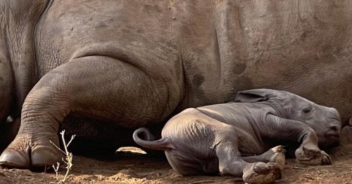 Watch Olive the White Rhino Give Birth to a Healthy Baby Calf