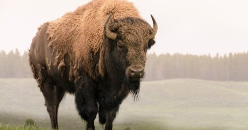Viral Video Reminds Us Why We Should Stay Away From Bison in Yellowstone National Park