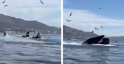 Unbelievable Video Shows Humpback Whale Scooping Two Women Into Its Mouth and Then Spitting Them Out
