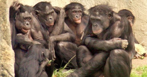 Study Reveals How Female Bonobos Stick Together To Maintain Their Power