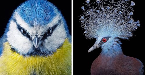 Emotional Bird Photos Capture the Exquisite Diversity of Our Feathered Friends