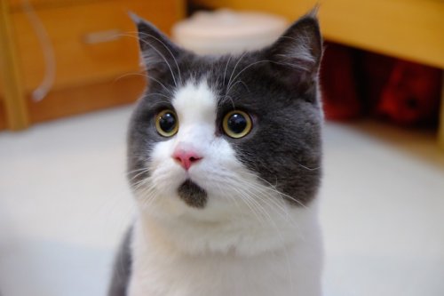 Meet Banye, the Adorably Surprised Cat