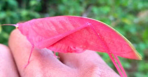 Incredibly Rare Pink Katydid Is Spotted in the Wild