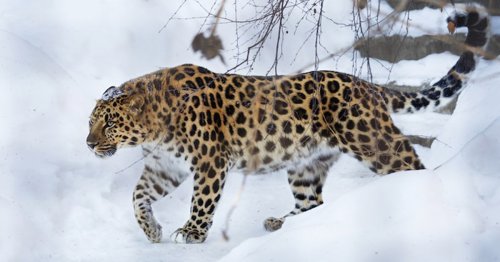 How the Majestic Amur Leopard Became One of the World’s Rarest Big Cats