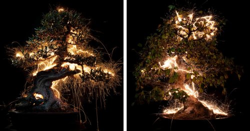 Long-Exposure Photos Envelop Bonsai Trees With Streams of Bright Light
