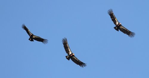California Condors Return to the Redwoods After a Century’s Absence