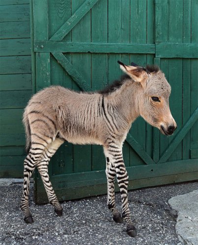 Adorable Italian Zonkey is Half Zebra, Half Donkey